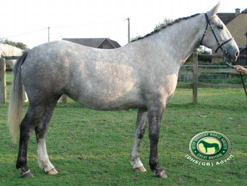 Star Kingdom Irish Draught Stallion